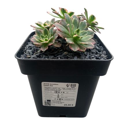 Aeonium Green tea