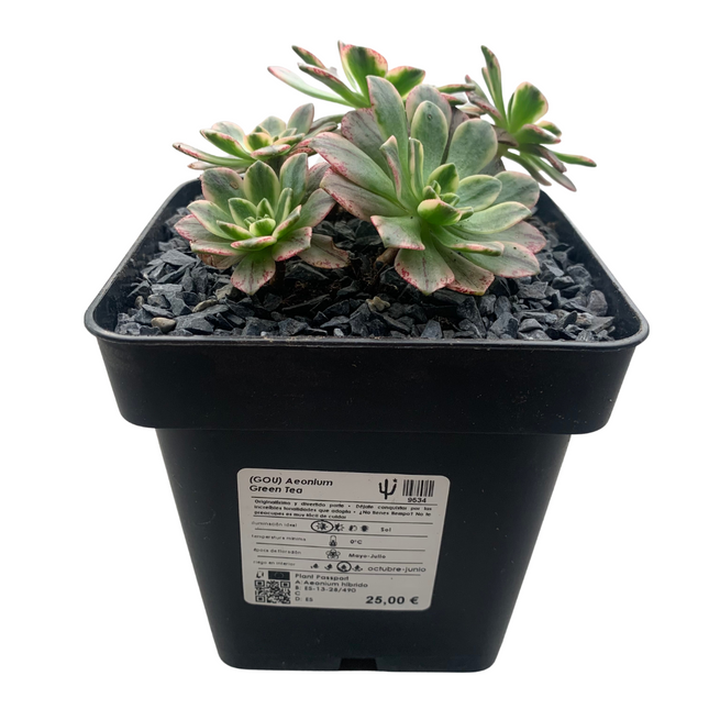 Aeonium Green tea
