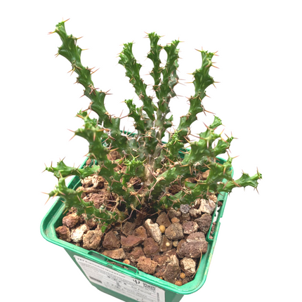 Euphorbia lenewtonii