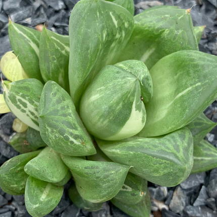 Haworthia 'cuspidata' f. variegata