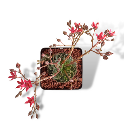 Graptopetalum bellum (Tacitum bellum)