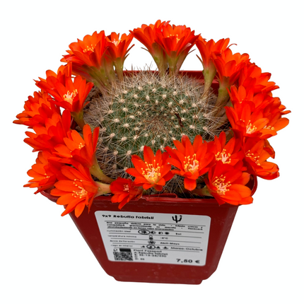 Rebutia fabrisii
