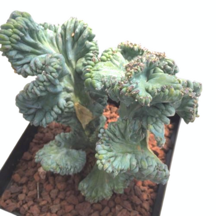 Myrtillocactus geometrizans f. cristata 'M' - DesertSTORE.es