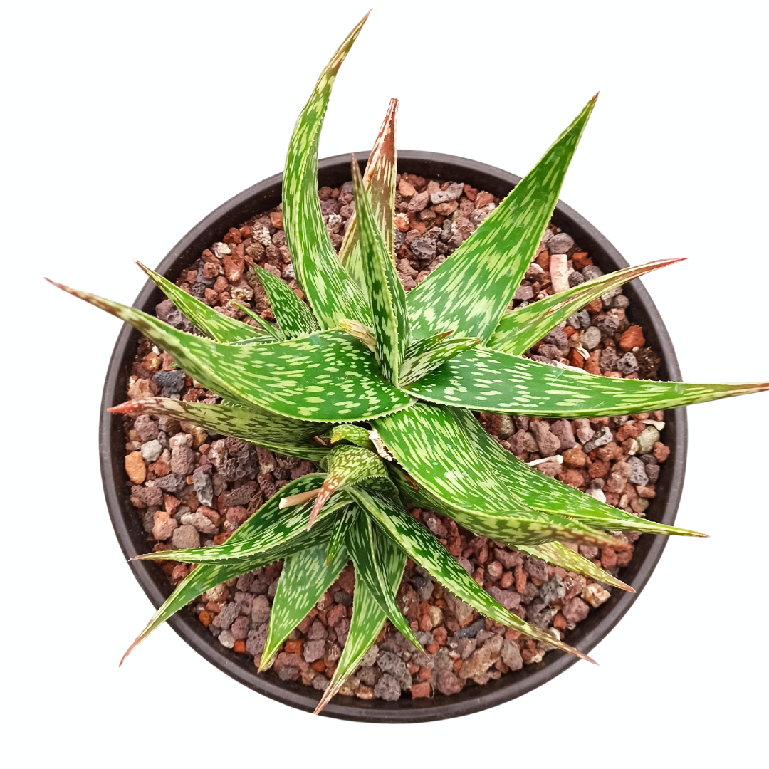 Aloe somaliensis híbrido 'Tarrina'