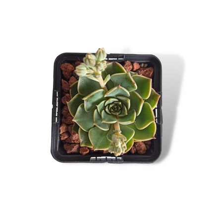 Graptopetalum bellum (Tacitum bellum)