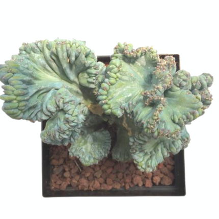 Myrtillocactus geometrizans f. cristata 'M' - DesertSTORE.es