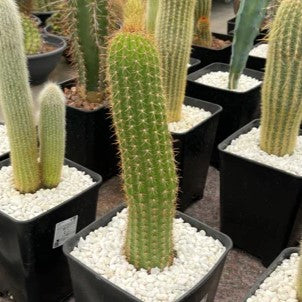 Trichocereus-Hybride