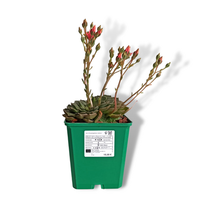 Graptopetalum bellum (Tacitum bellum)