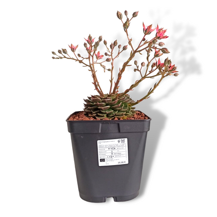 Graptopetalum bellum (Tacitum bellum)