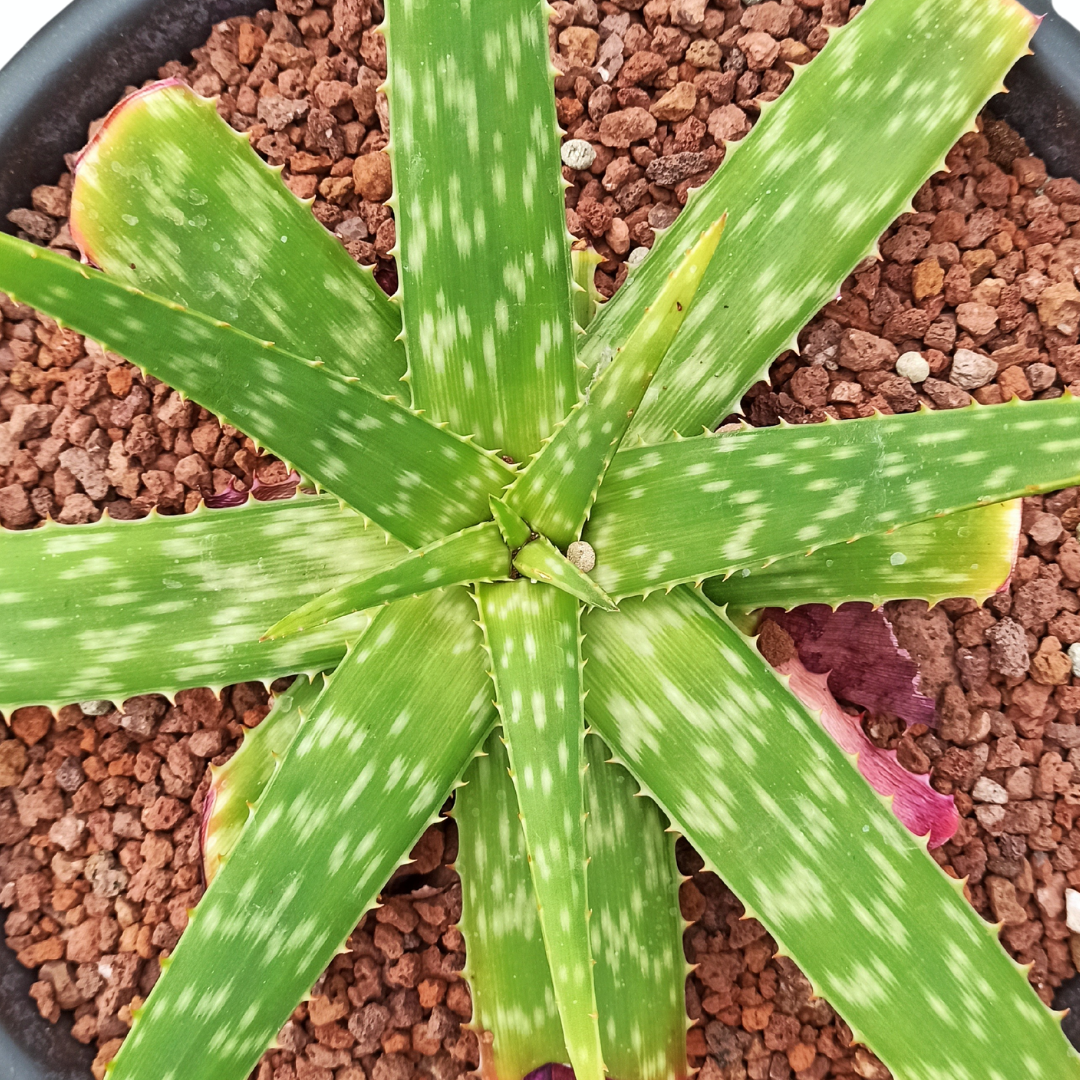 Aloe somaliensis híbrido 'Tarrina'