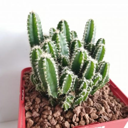Acanthocereus tetragonus cv. Fairy Castle (Computer Cactus / Fairy Castle)