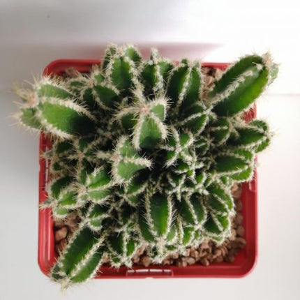 Acanthocereus tetragonus cv. Fairy Castle (Computer Cactus / Fairy Castle)