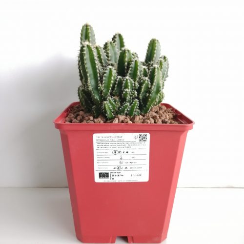 Acanthocereus tetragonus cv. Fairy Castle (Computer Cactus / Fairy Castle)