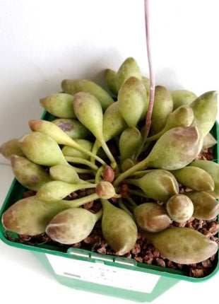Adromischus clavifolius "S"