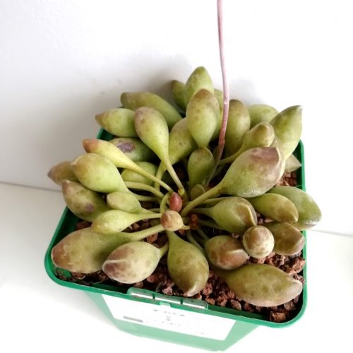 Adromischus clavifolius „S“