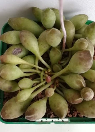 Adromischus clavifolius "S"