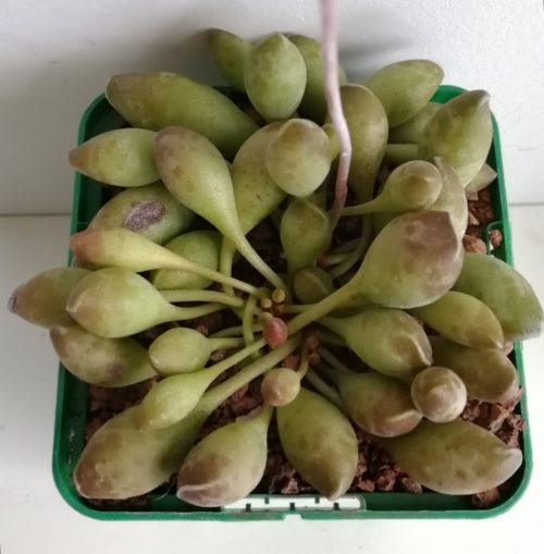 Adromischus cristatus var. clavifolius | Adromisco de hojas de porra