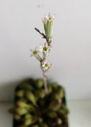 Adromischus clavifolius "S"