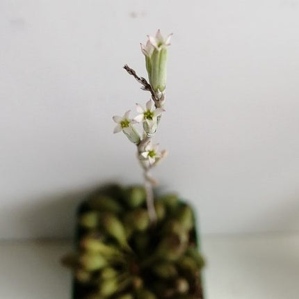 Adromischus clavifolius "S"