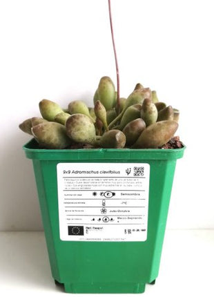 Adromischus clavifolius "S"