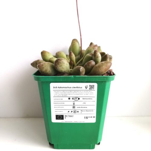 Adromischus clavifolius „S“