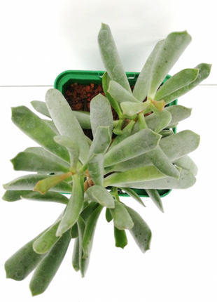 Adromischus filicaulis
