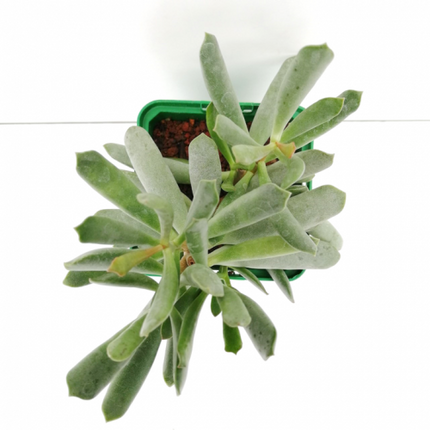 Adromischus filicaulis