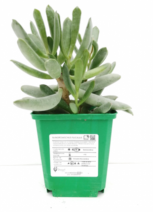 Adromischus filicaulis