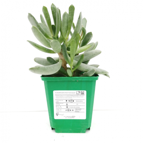 Adromischus filicaulis