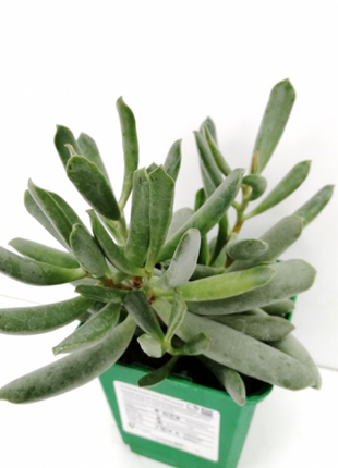 Adromischus filicaulis