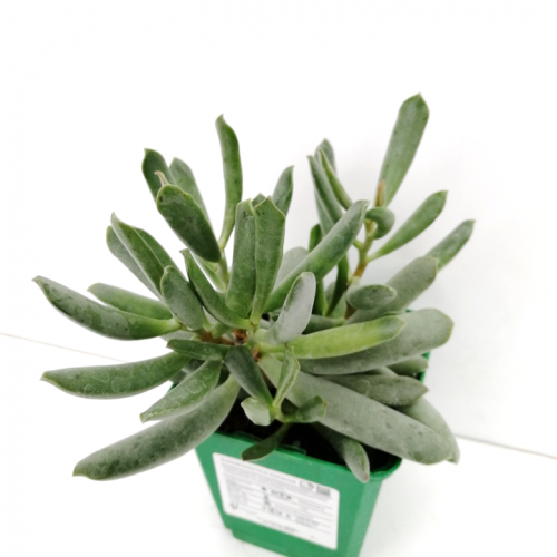 Adromischus filicaulis