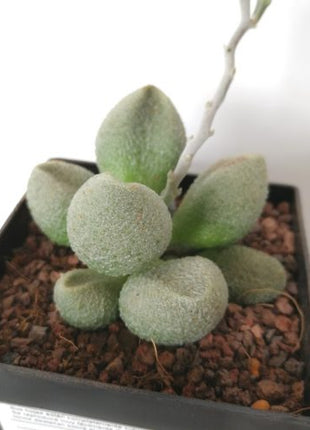 Adromischus marianae f. alveolatus