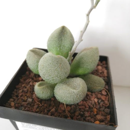 Adromischus marianae f. alveolatus