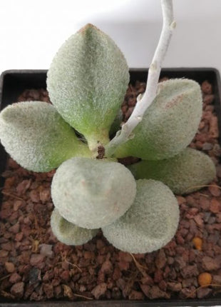 Adromischus marianae f. alveolatus