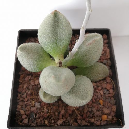 Adromischus marianiae var. immaculatus | Adromisco alveolado