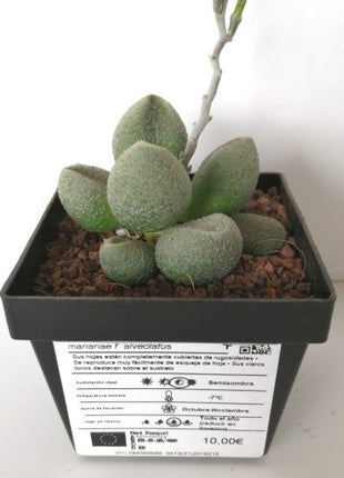 Adromischus marianae f. alveolatus