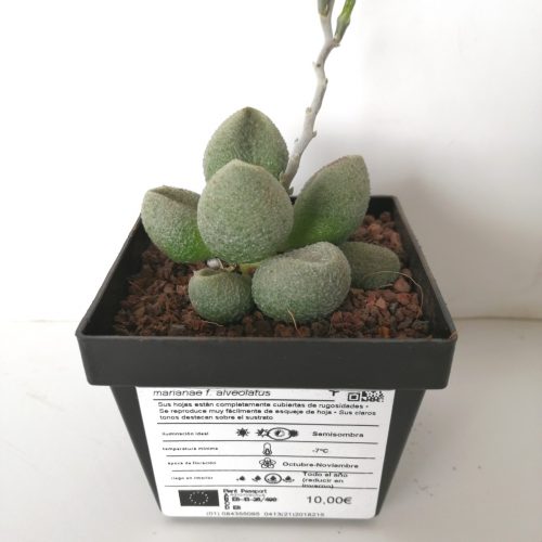 Adromischus marianae f. alveolatus