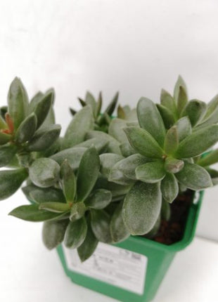 Adromischus schuldtianus „S“