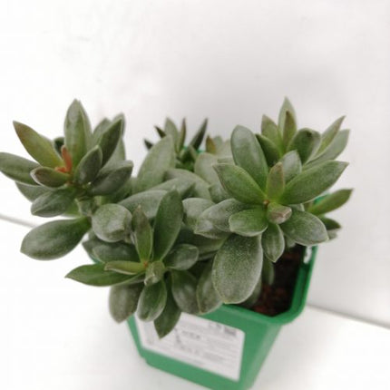 Adromischus schuldtianus "S"