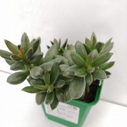 Adromischus schuldtianus „S“