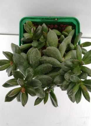 Adromischus schuldtianus „S“