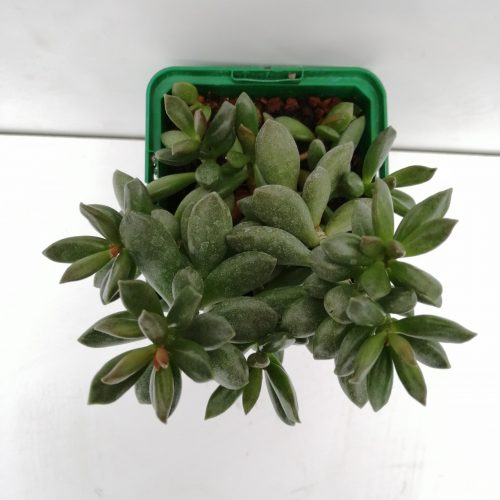 Adromischus schuldtianus subsp. schuldtianus | Adromisco de Schuldt