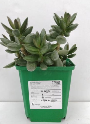 Adromischus schuldtianus „S“