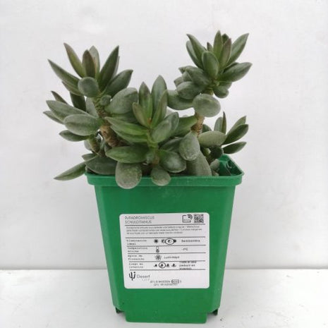 Adromischus schuldtianus „S“