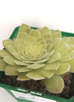 Aeonium tabuliforme „S“