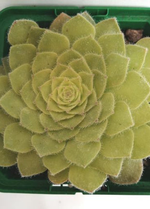 Aeonium tabuliforme „S“