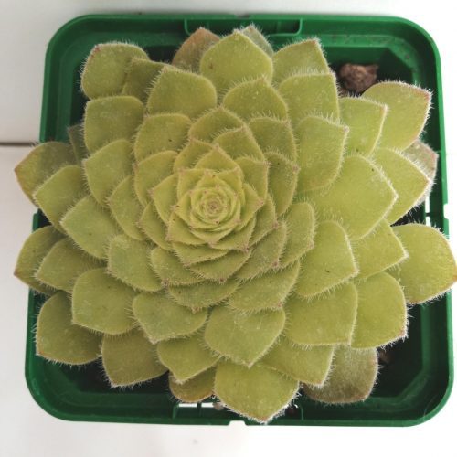 Aeonium tabuliforme