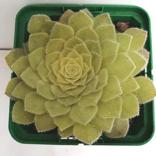 Aeonium tabuliforme „S“