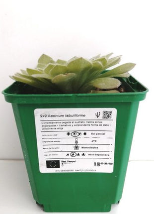 Aeonium tabuliforme „S“