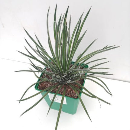 Agave geminiflora | Maguey de flores gemelas